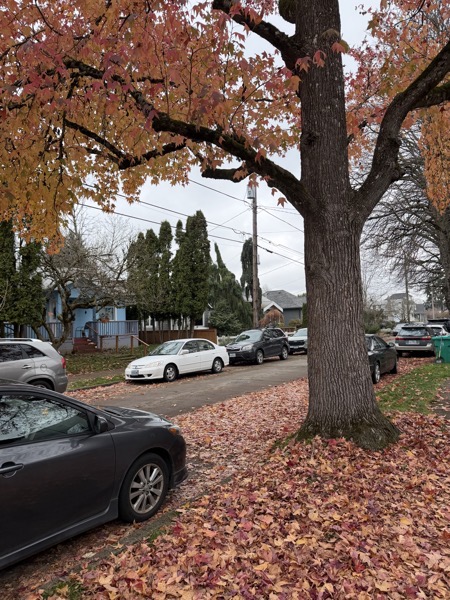 a late-fall scene in a nearby neighborhood